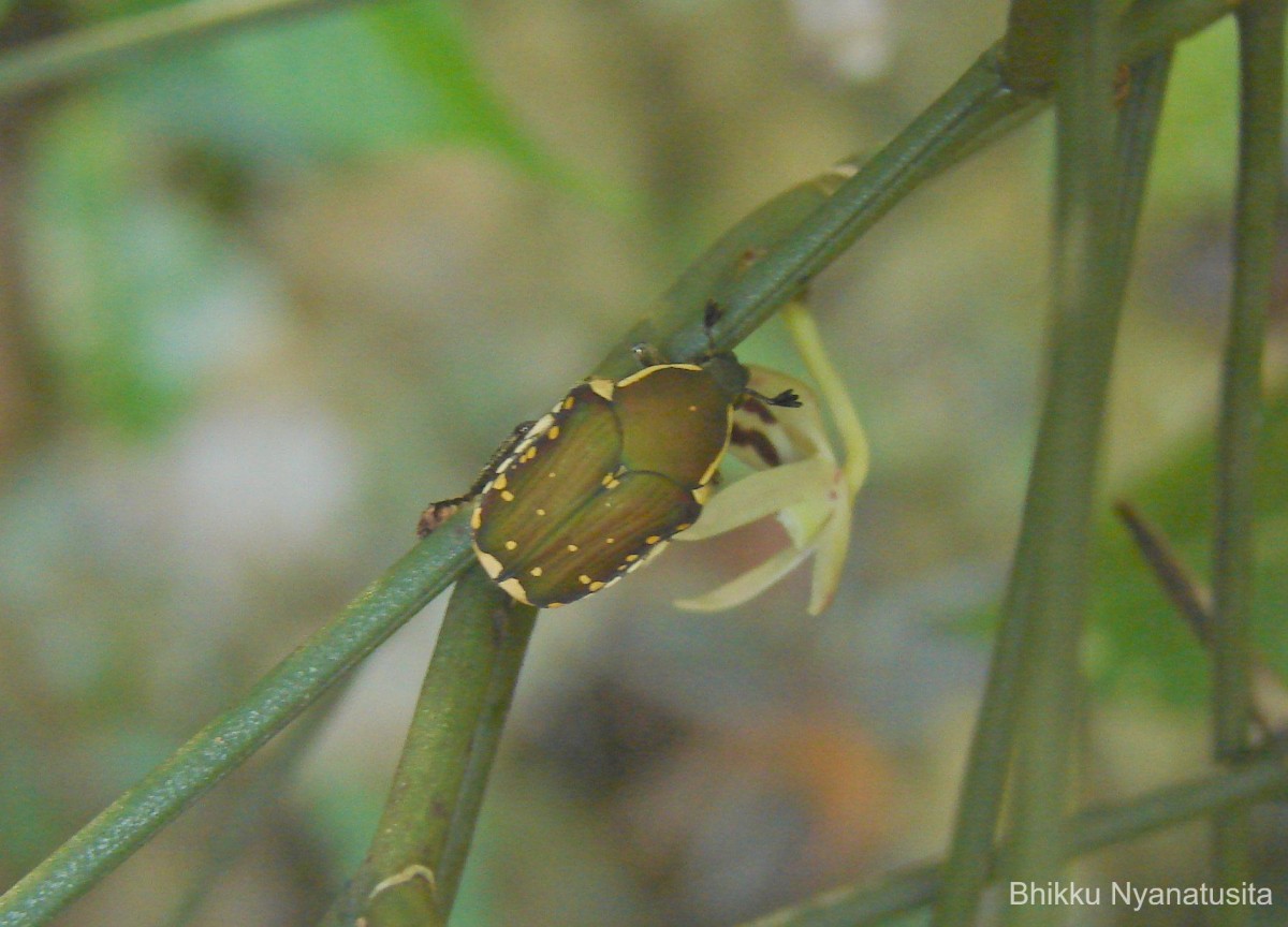 Luisia tenuifolia Blume